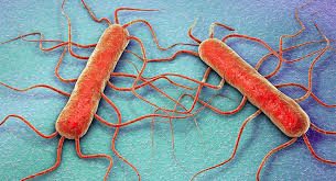 The Stigma Surrounding the bacteria Listeria Monocytogenes